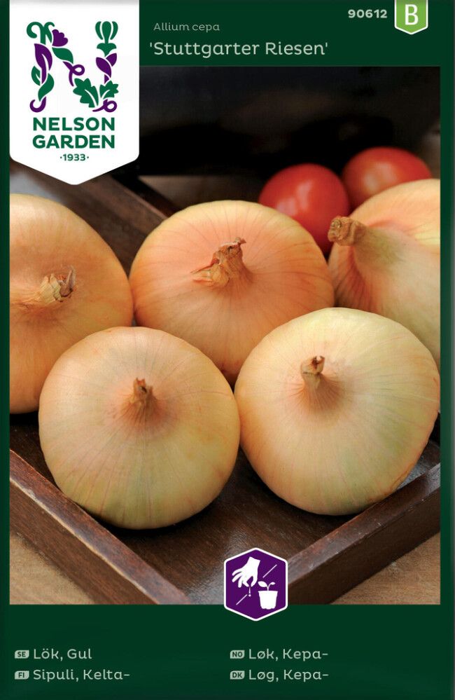 Keltasipuli Nelson Garden Stuttgarter Riesen