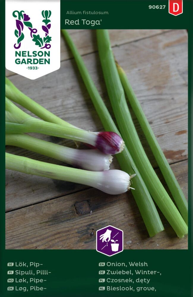 Pillisipuli Allium fistulosum Red Toga