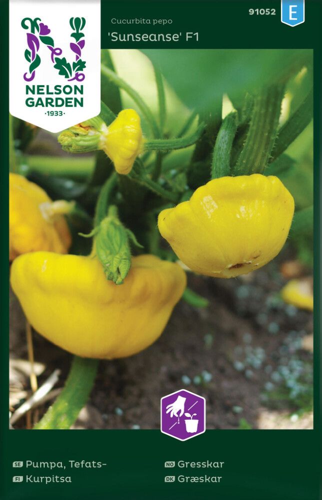 Kurpitsa Nelson Garden Sunseanse