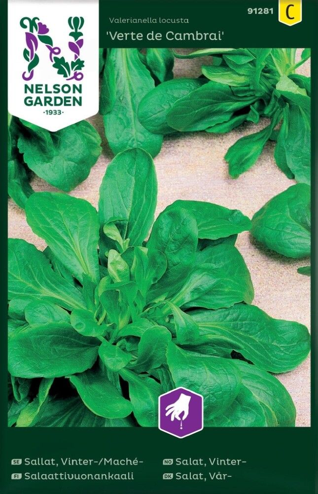 Salaattivuonankaali Nelson Garden Verte de Cambrai