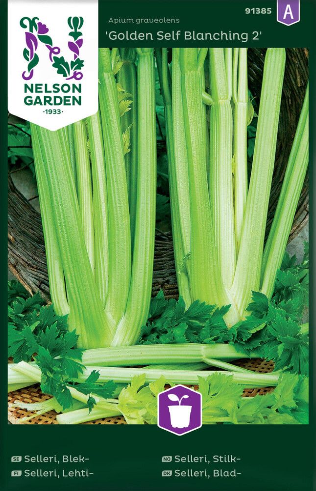 Lehtiselleri Nelson Garden Golden Self Blanching