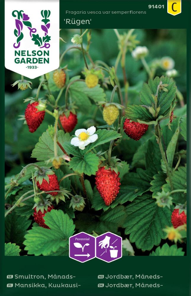 Kuukausimansikka Nelson Garden Rugen