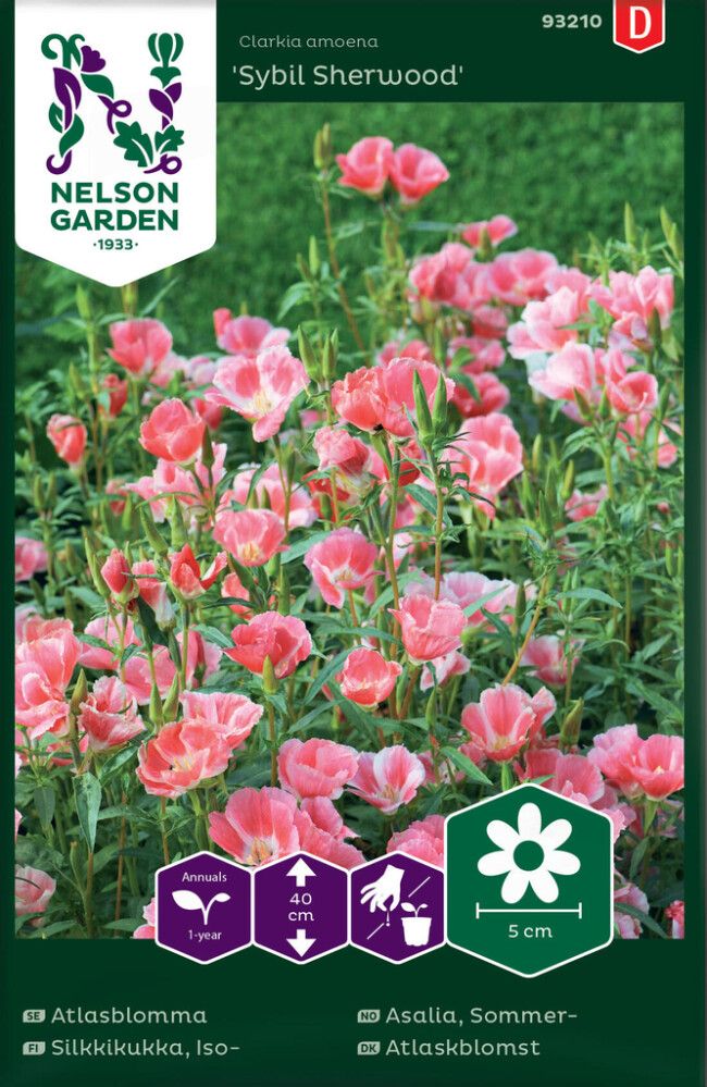 Isosilkkikukka Nelson Garden Sybil Sherwood