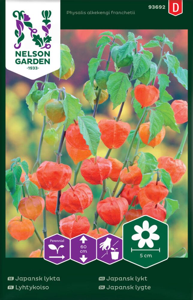 Lyhtykoiso Physalis alkekengi franchetii