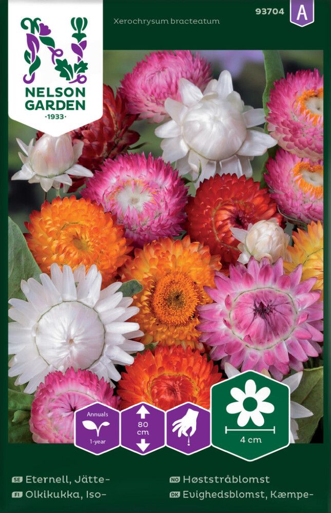 Iso-olkikukka Nelson Garden