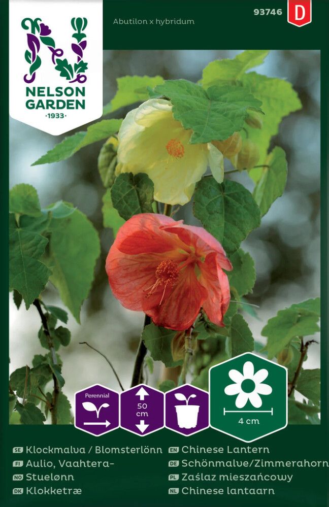 Vaahtera-aulio Nelson Garden