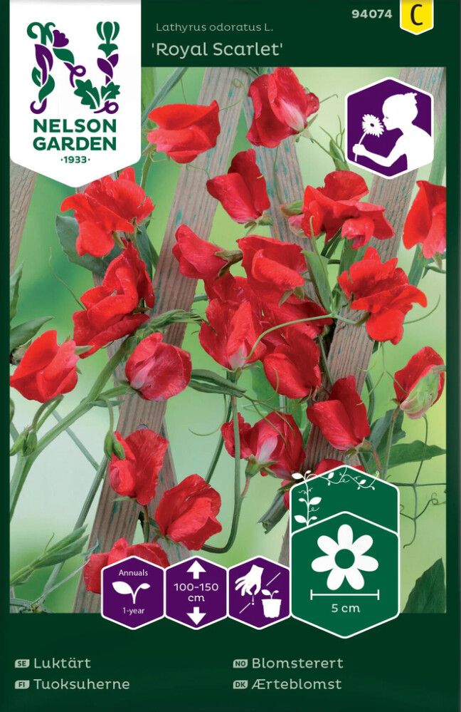 Tuoksuherne Lathyrus odoratus Royal Scarlet