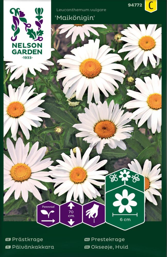 Päivänkakkara Nelson Garden Maikönigin