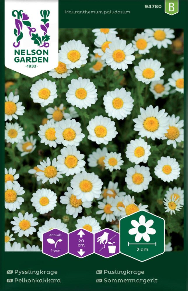 Peikonkakkara Mauranthemum paludosum