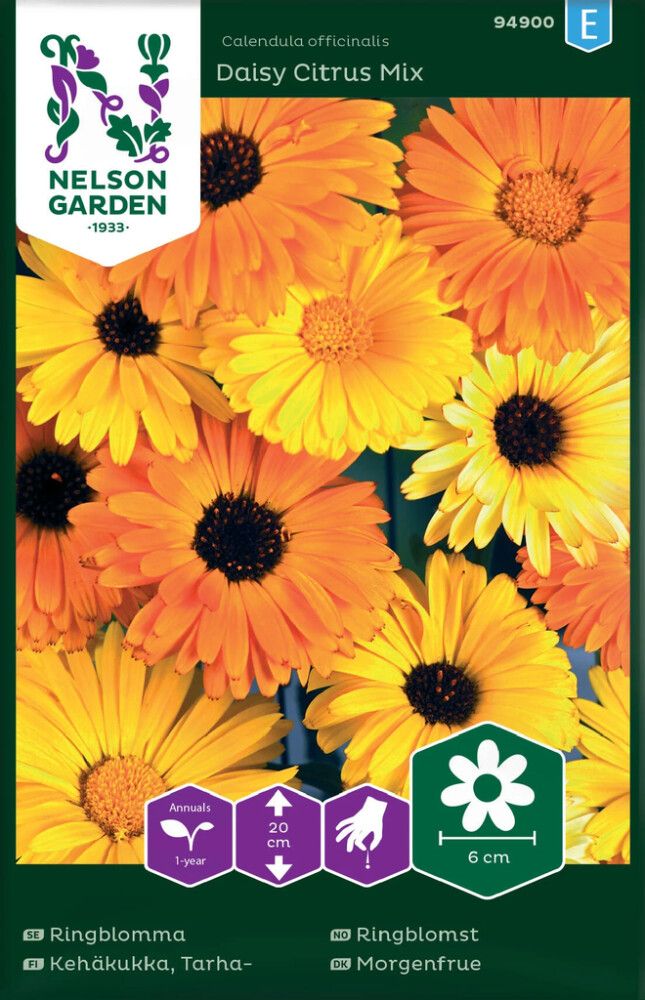 Tarhakehäkukka Nelson Garden Daisy Citrus Mix