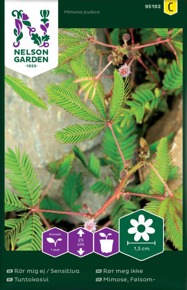 Tuntokasvi Nelson Garden Mimosa Pudica