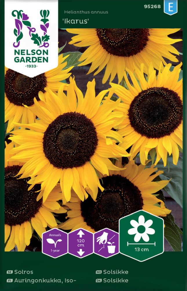 Isoauringonkukka Ikarus