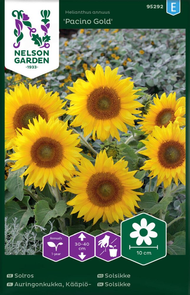 Kääpiöauringonkukka Nelson Garden Pacino Gold