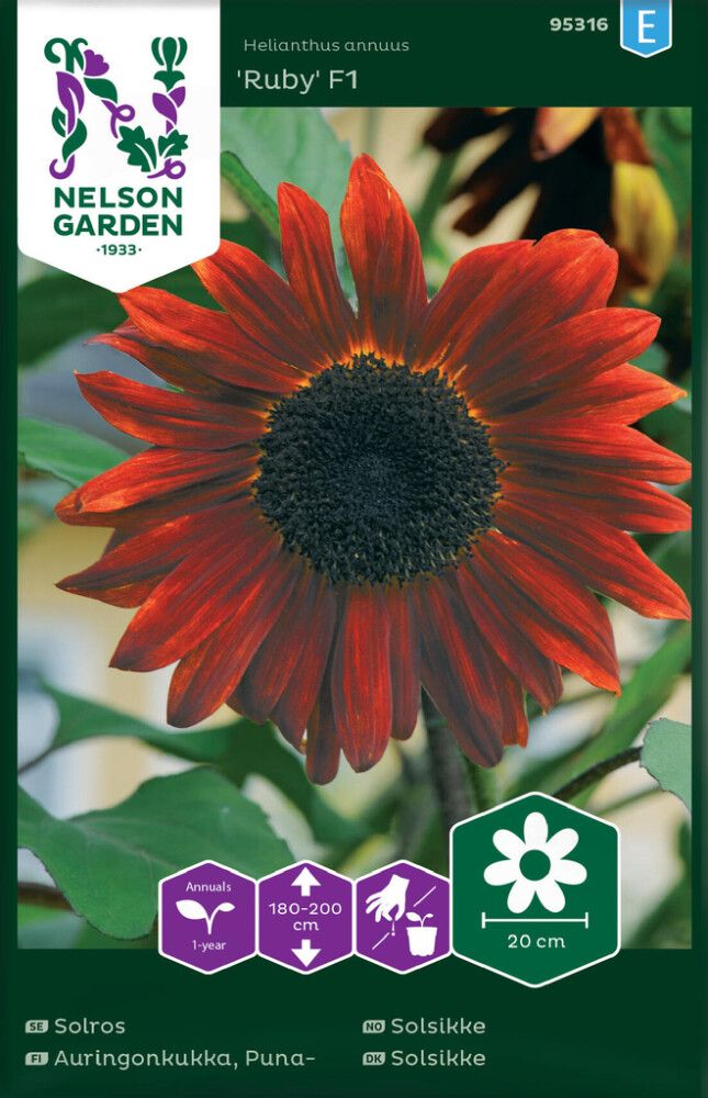 Puna-auringonkukka Nelson Garden Ruby