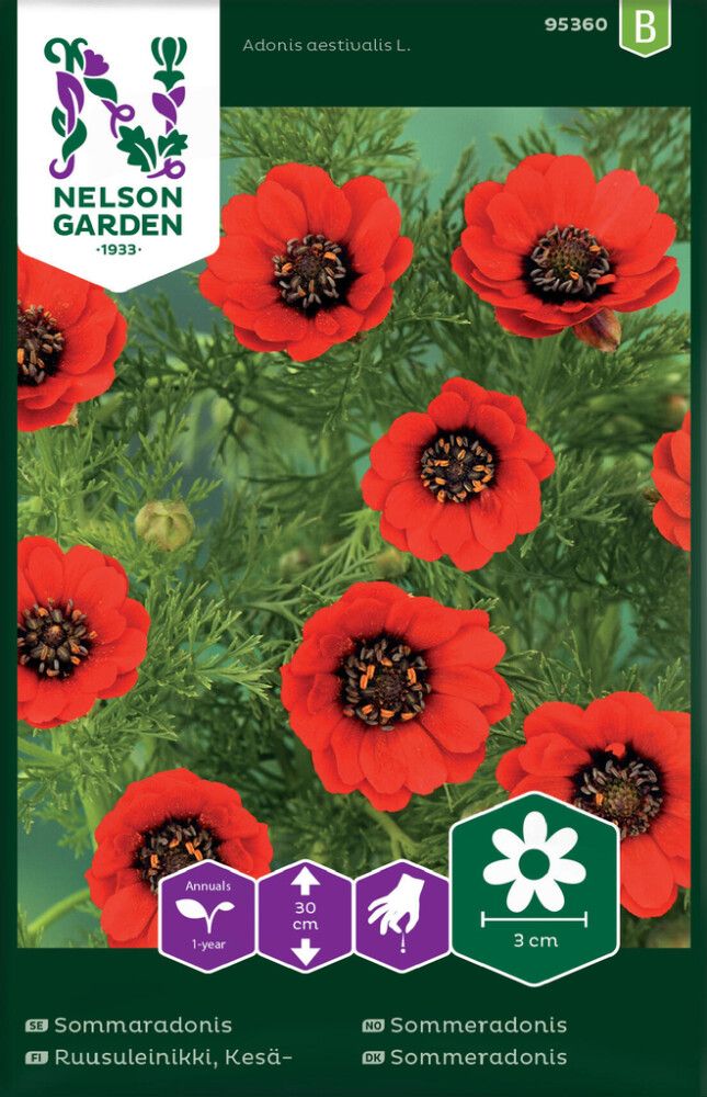 Kesäruusuleinikki Nelson Garden