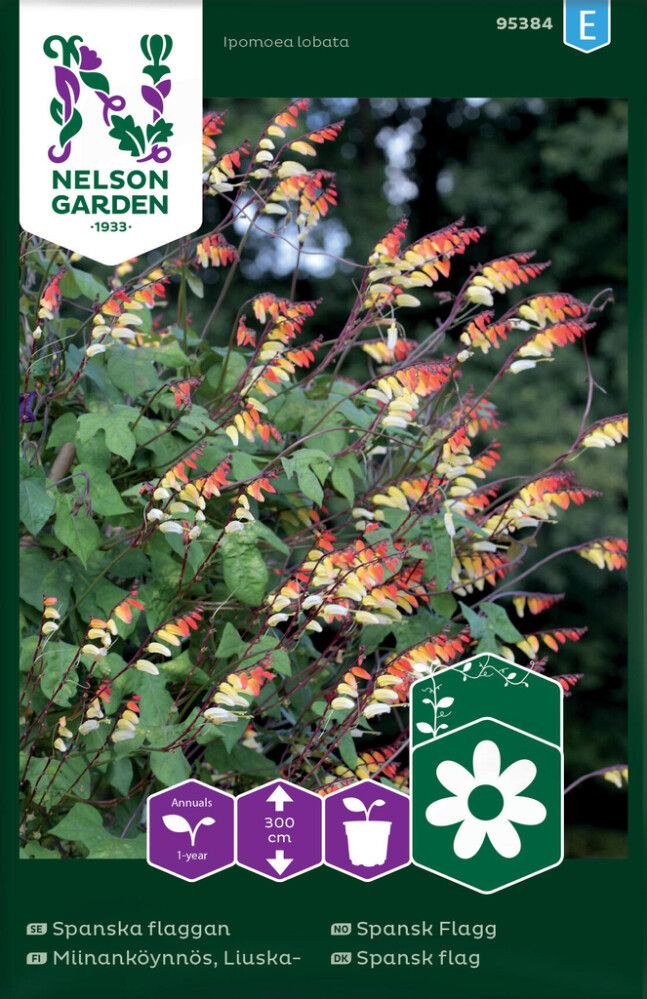 Liuskamiinanköynnös Nelson Garden