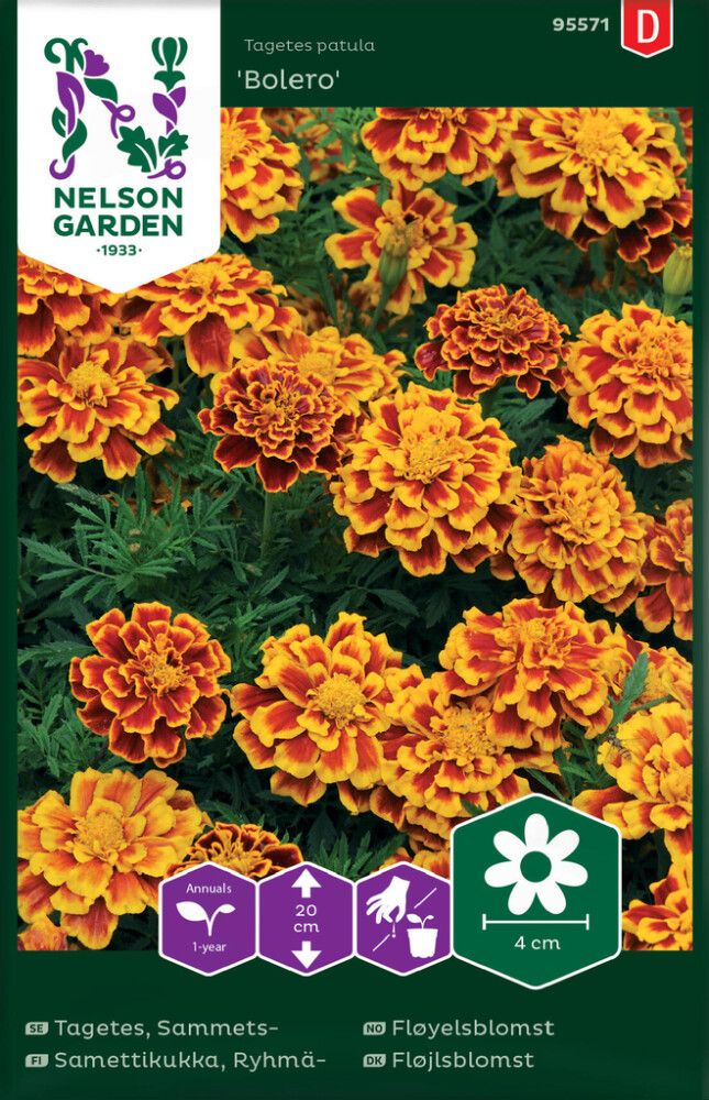 Ryhmäsamettikukka Nelson Garden Bolero