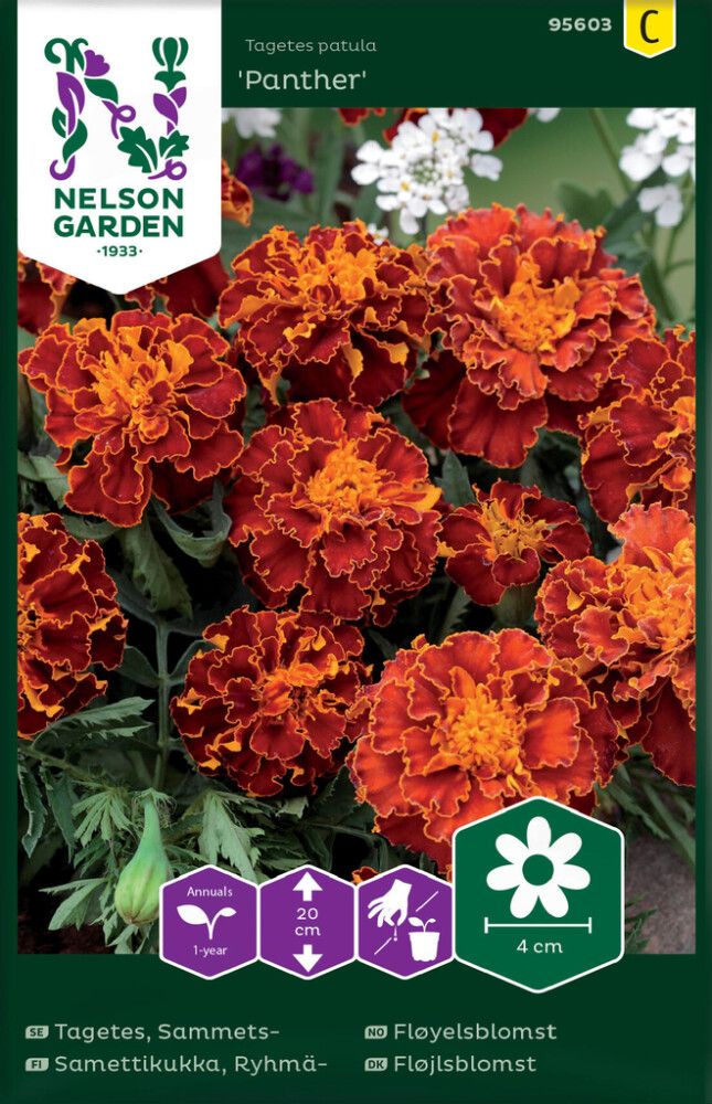 Ryhmäsamettikukka Nelson Garden Panther