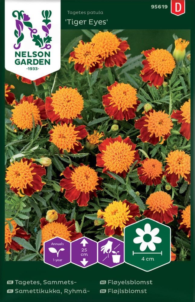 Ryhmäsamettikukka Nelson Garden Tiger Eyes