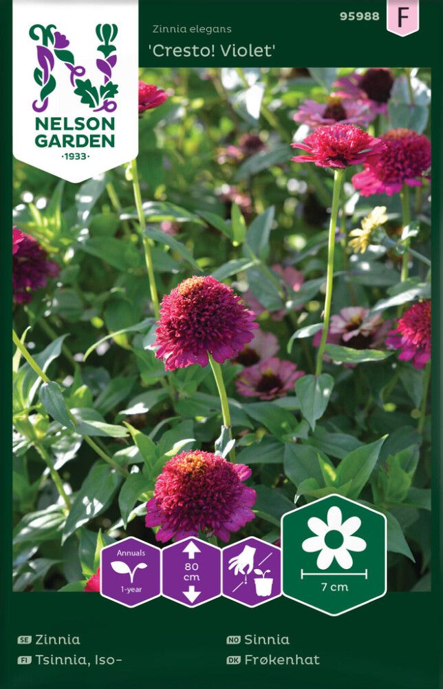 Isotsinnia Nelson Garden Cresto Violet