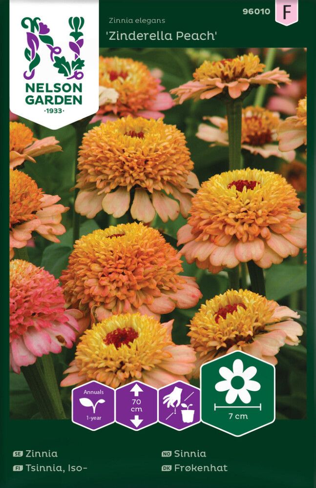 Isotsinnia Nelson Garden Zinderella Peach