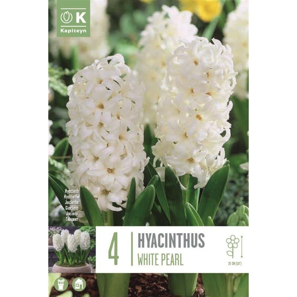 Syyskukkasipuli Hyasintti White Pearl 4 kpl
