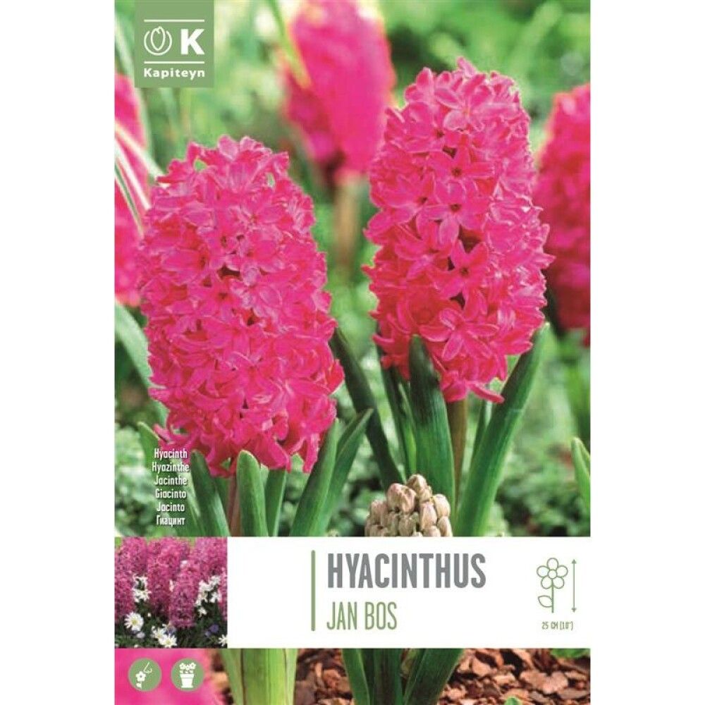 Syyskukkasipuli Hyasintti Jan Bos 4 kpl