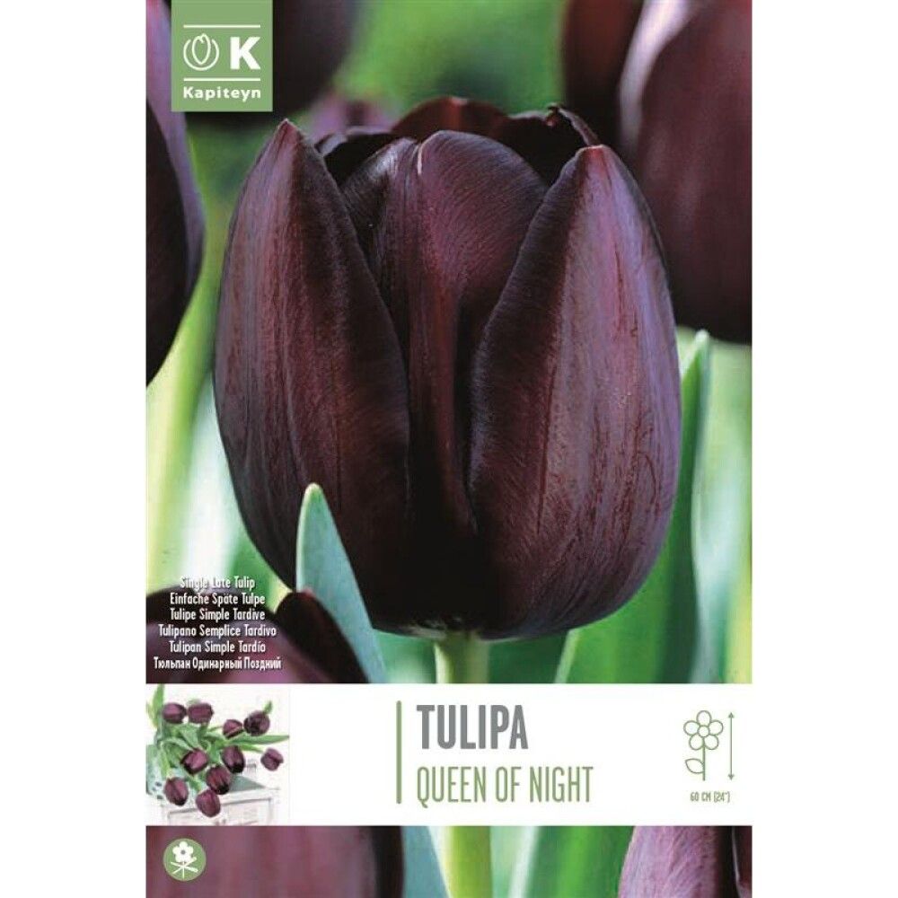 Syyskukkasipuli Tulppaani Single Late Queen of Night 10 kpl