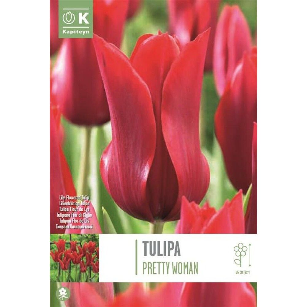 Syyskukkasipuli Tulppaani Pieter de Leur 8 kpl