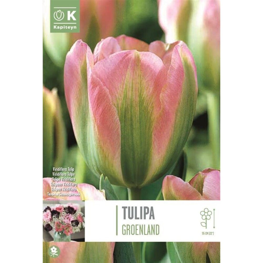 Syyskukkasipuli Tulppaani Groenland 8 kpl