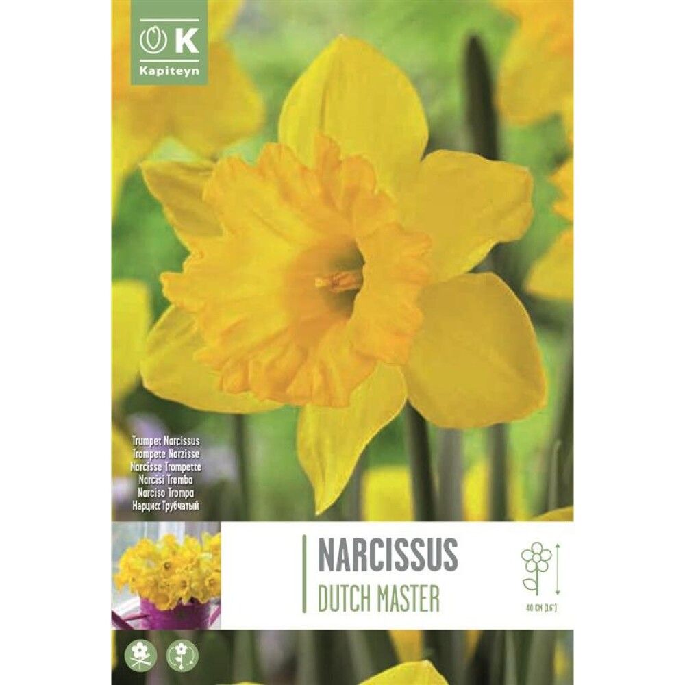 Syyskukkasipuli Narsissi Dutch Master 5 kpl