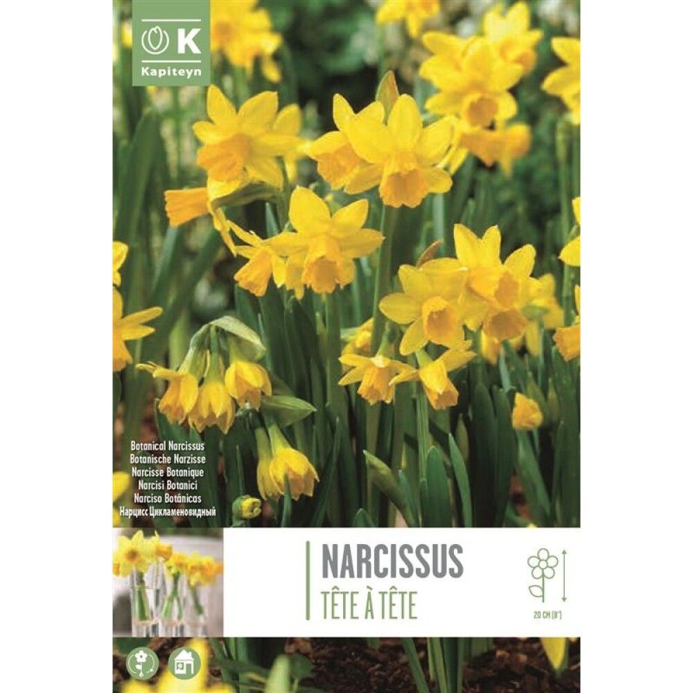 Syyskukkasipuli Narsissi Tete a Tete 10 kpl
