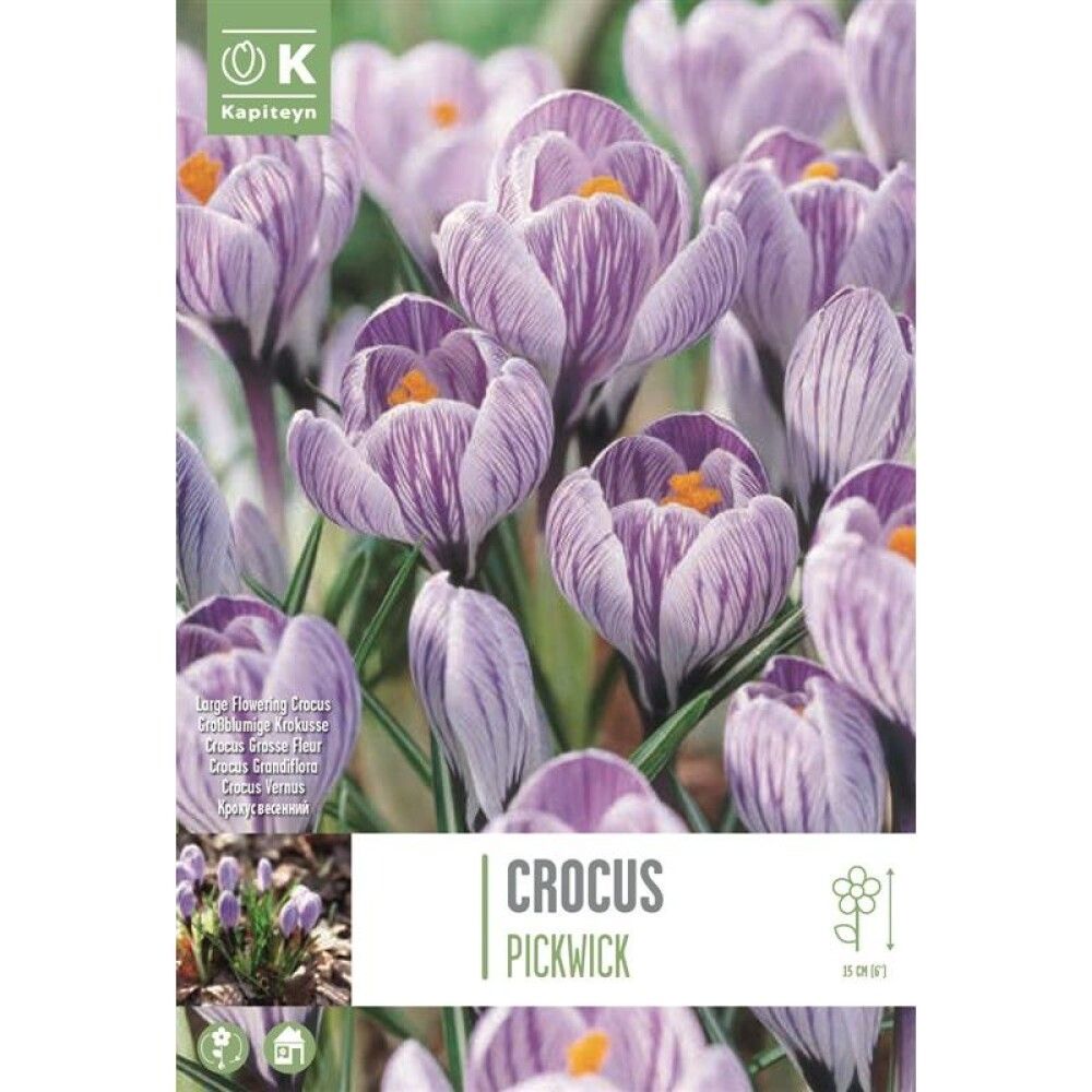 Syyskukkasipuli Krookus Pickwick 10 kpl