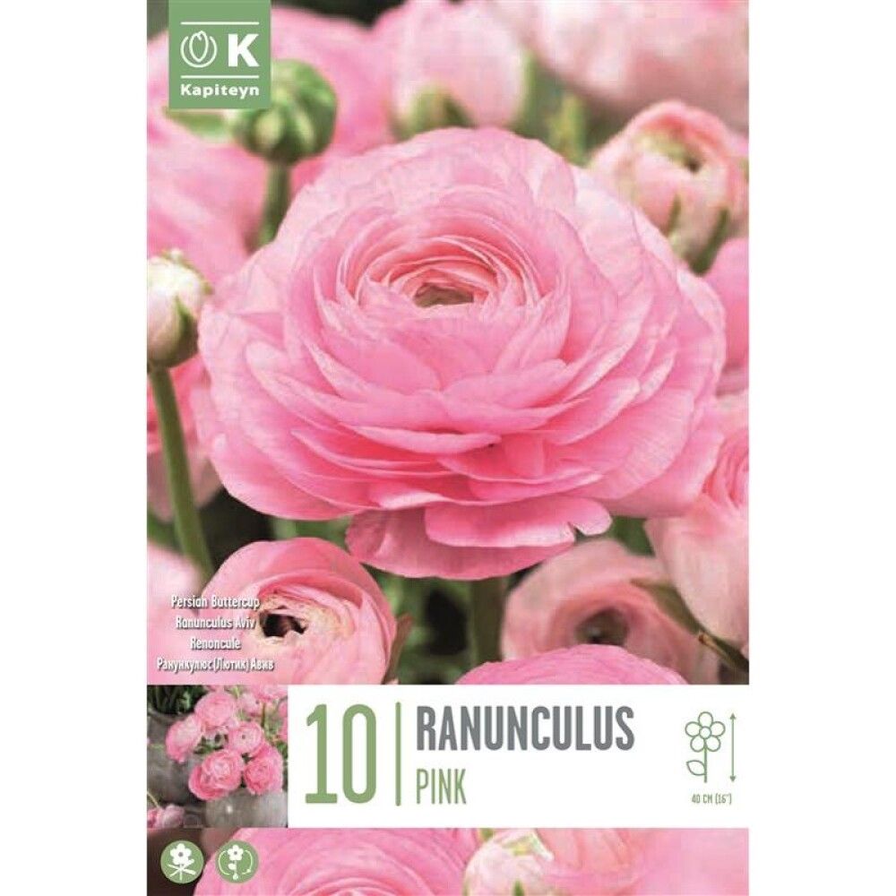 Kevätkukkasipuli Leinikki Ranunculus Aviv Pink 10 kpl
