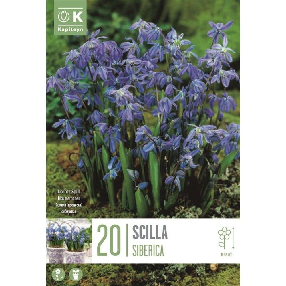 Syyskukkasipuli Idänsinililja Scilla Siberica 20 kpl