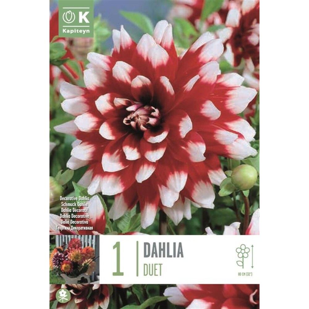 Syyskukkasipuli Kapiteyn Dahlia Duet 1 kpl