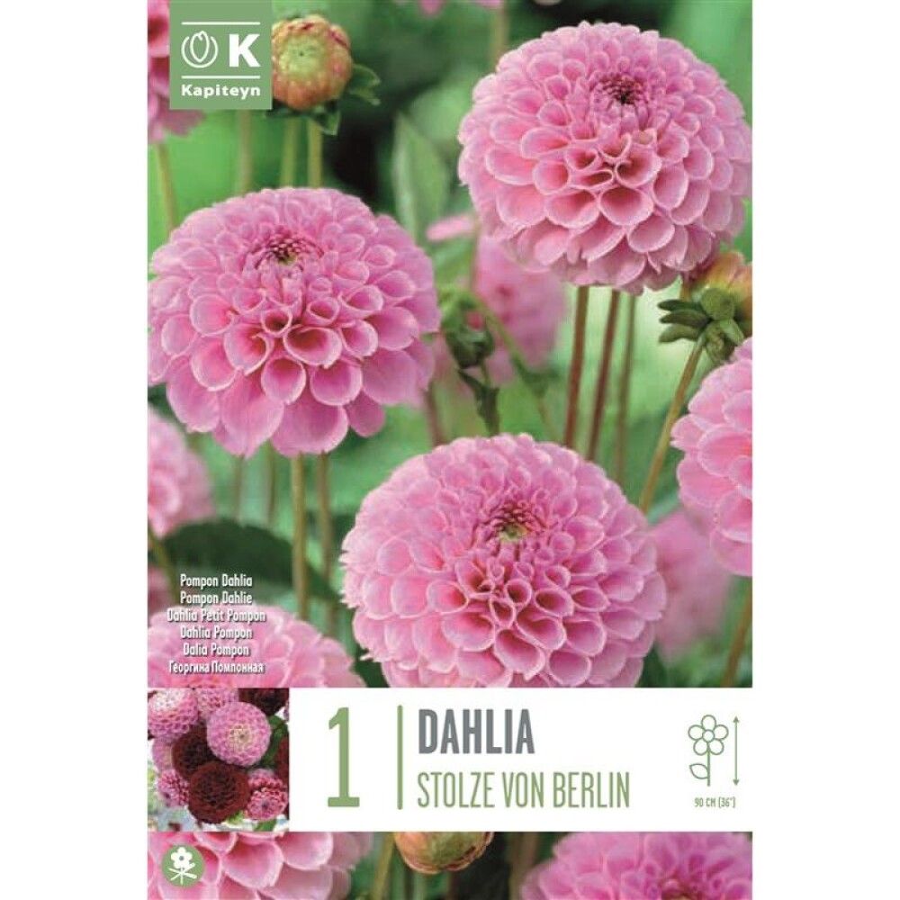 Kevätkukkasipuli Daalia Stolze von Berlin 1 kpl