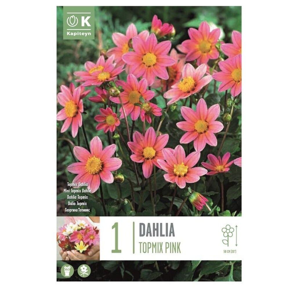 Kevätkukkasipuli Daalia Topmix Pink 1 kpl