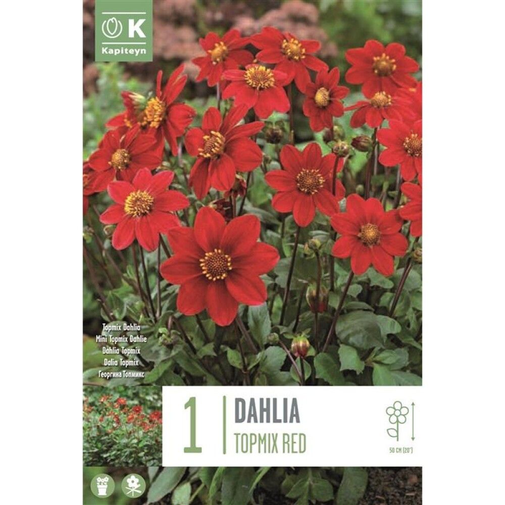 Kevätkukkasipuli Daalia Topmix Red 1 kpl
