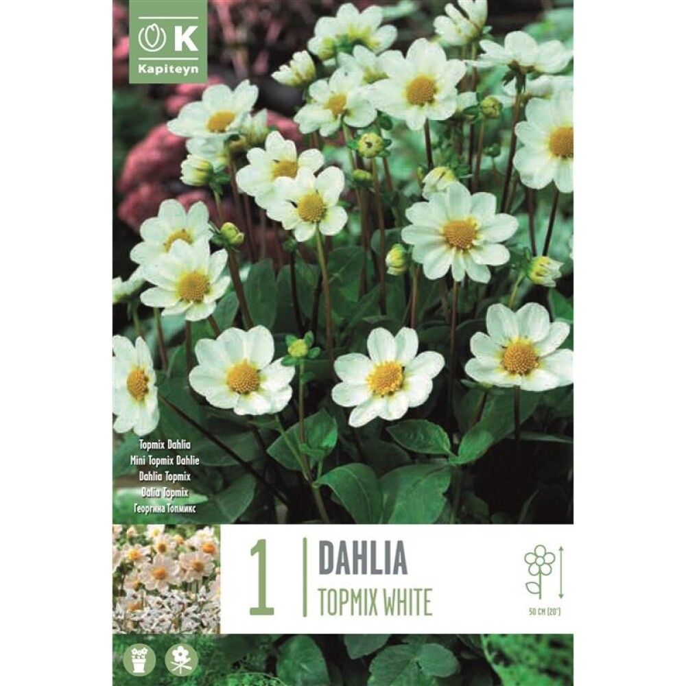 Syyskukkasipuli Kapiteyn Dahlia Topmix White 1 kpl