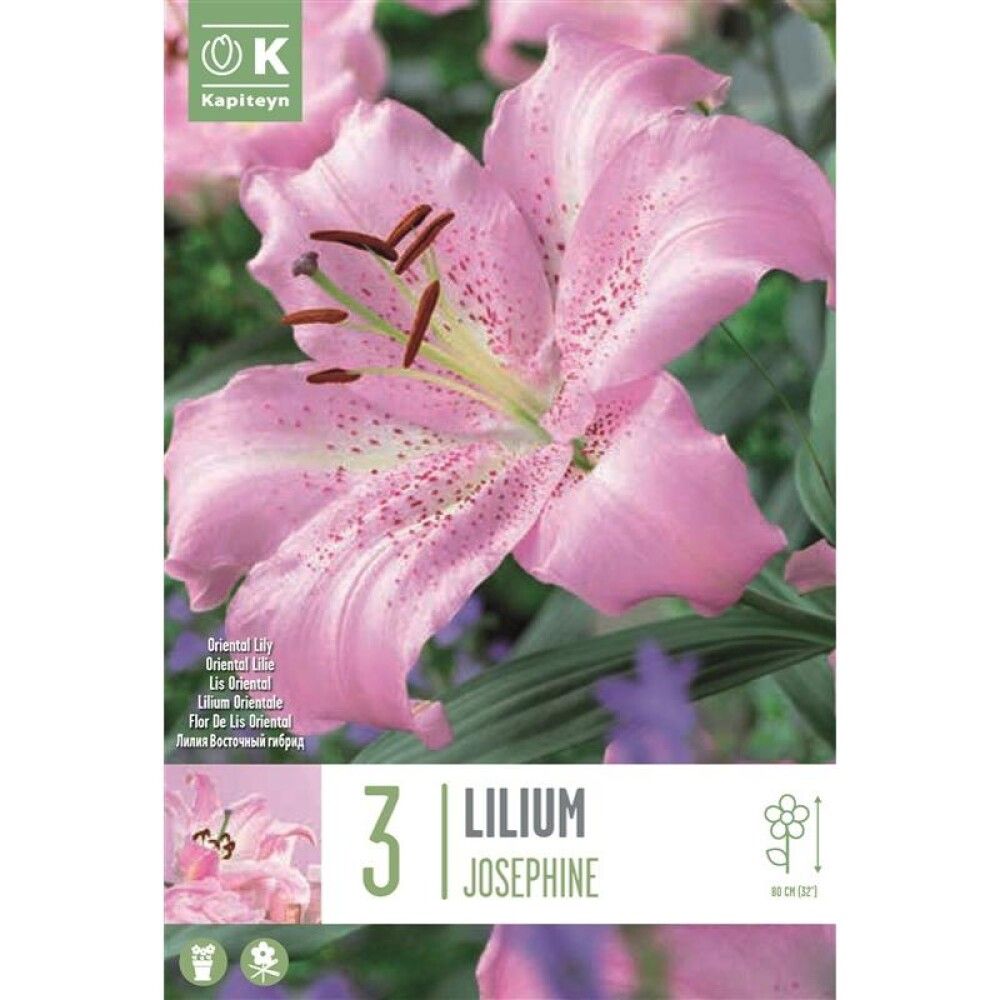 Kevätkukkasipuli Lilja Josephine 3 kpl