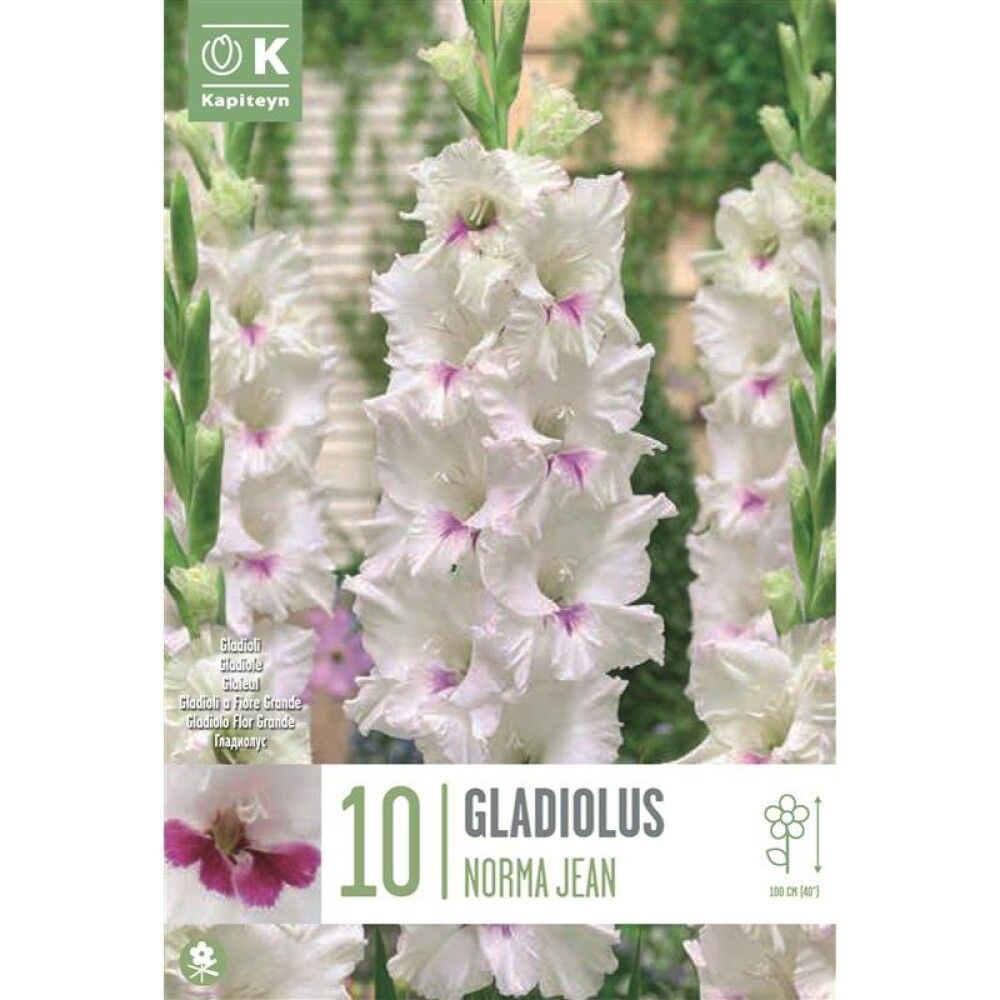 Kevätkukkasipuli Miekkalilja Gladiolus Norma Jean 10 kpl