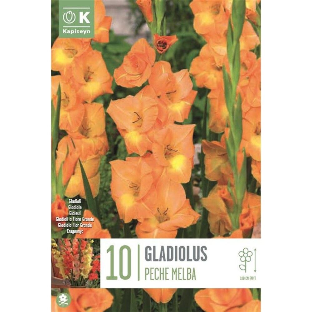 Kevätkukkasipuli Miekkalilja Gladiolus Peche Melba 10 kpl