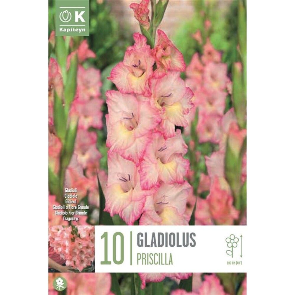Kevätkukkasipuli Miekkalilja Gladiolus Priscilla 10 kpl