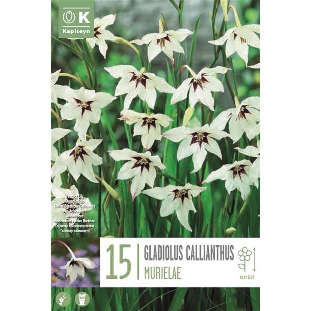 Syyskukkasipuli Kapiteyn Miekkalilja Gladiolus Callianthus 15 kpl