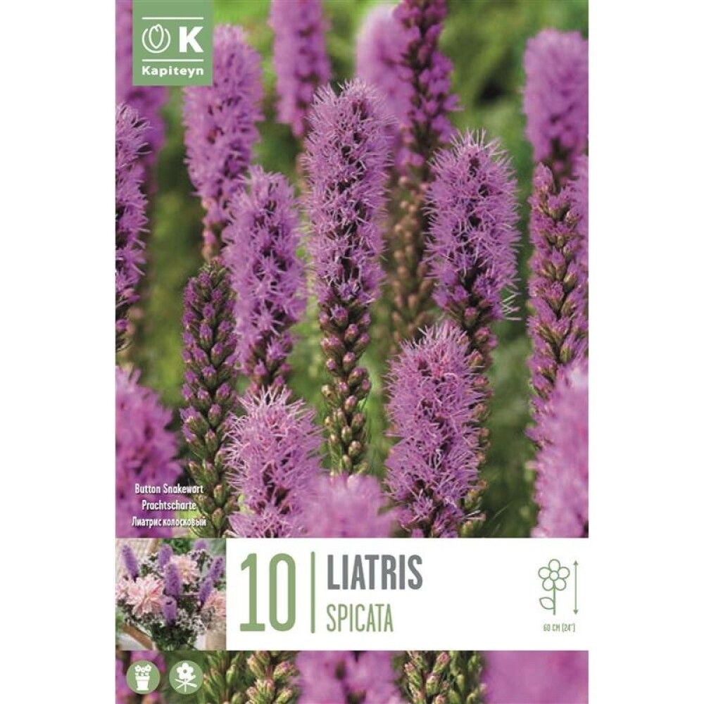 Kevätkukkasipuli Liatris Spicata 10 kpl