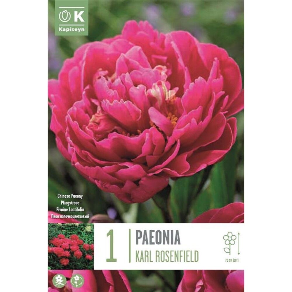 Kevätkukkasipuli Paeonia Lactiflora Karl Rosenfield 1 kpl
