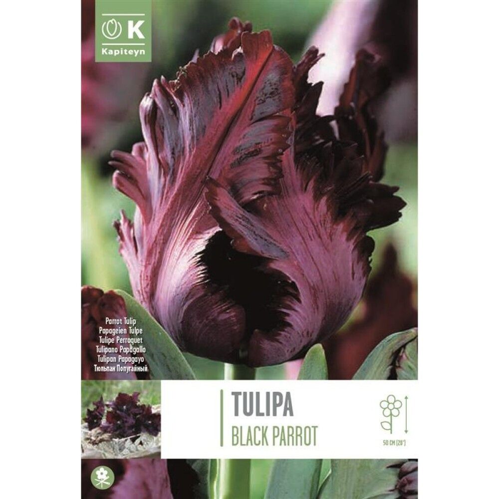 Syyskukkasipuli Tulppaani Black Parrot 6 kpl