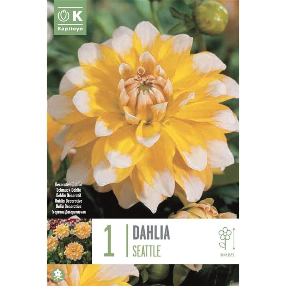 Kevätkukkasipuli Daalia Seattle 1 kpl