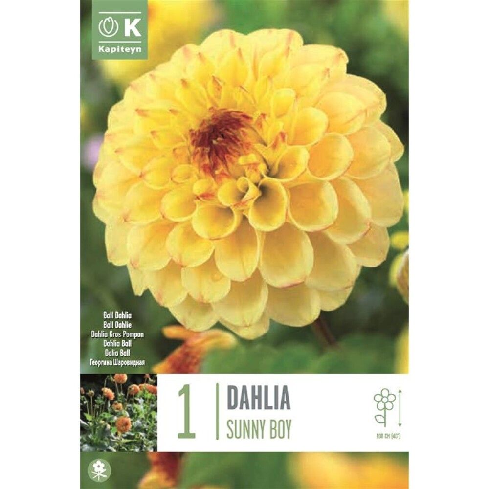 Kevätkukkasipuli Daalia Sunny Boy 1 kpl
